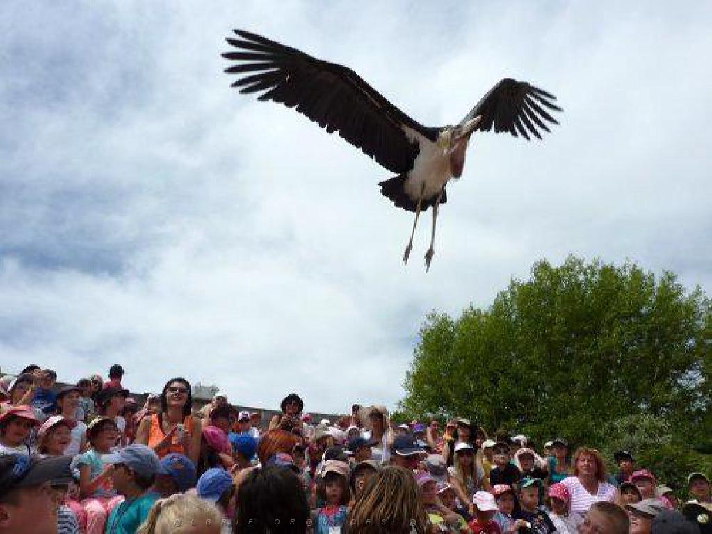 101PARC AUX OISEAUX DANS L AIN 2016 3_000046.jpg